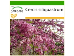 SAFLAX Árbol del amor 60 semillas Con sustrato de cultivo libre de gérmenes Cercis siliquastrum