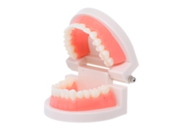 Modelo De Dentes Para Meninos E Meninas, Estudo E Ensino, Demonstração Oral.