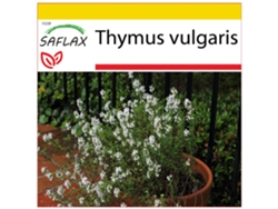 SAFLAX Conjunto de cultivo Tomillo 200 semillas Con mini invernadero, sustrato de cultivo y 2 macetas Thymus vulgaris