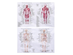 Vistas del sistema muscular y anatomía esquelética