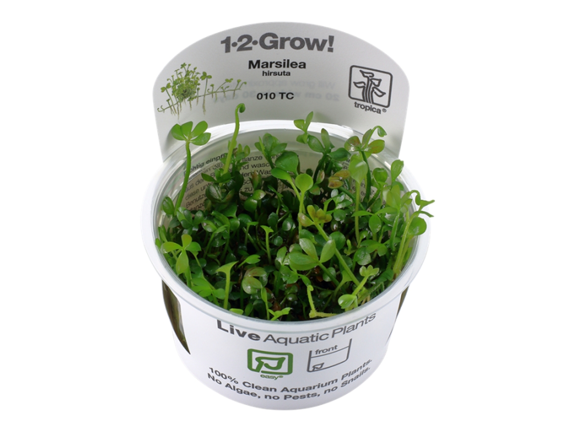 Marsilea Hirsuta