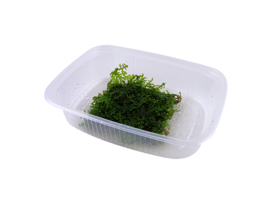 Riccardia Chamedryfolia