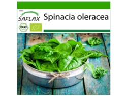SAFLAX Ecológico Espinaca Gigante de Invierno 250 semillas Con sustrato de cultivo libre de gérmenes Spinacia oleracea