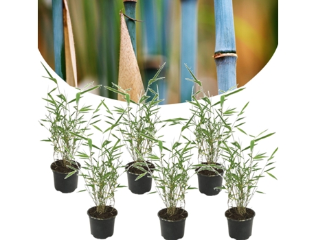 Bambú - PLANT IN A BOX - Fargesia papyrifera 'Grex' - Set de 6 - Maceta 13cm - Altura 30-40cm