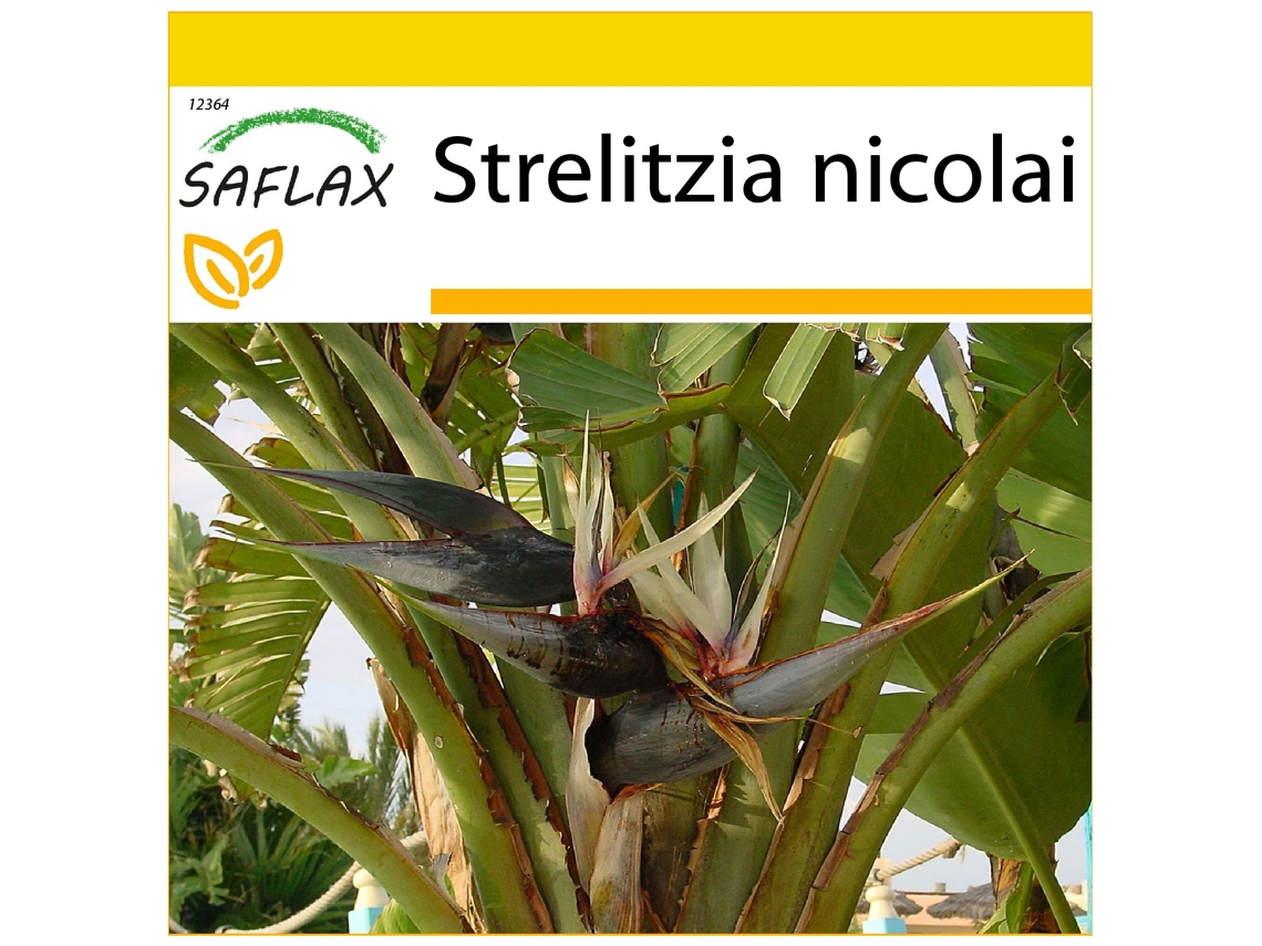 SAFLAX Conjunto de cultivo Ave del Paraíso gigante 5 semillas Con mini invernadero, sustrato de cultivo y 2 macetas Strelitzia nicolai