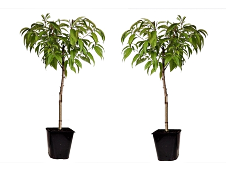 Árboles frutales - PLANT IN A BOX - Prunus 'Bonanza' - Set de 2 - Maceta 15cm - Altura 60-70cm