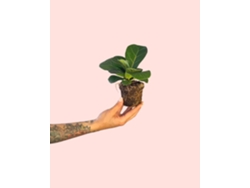 Ficus Lyrata Mini 6 cm – Planta lira de interior