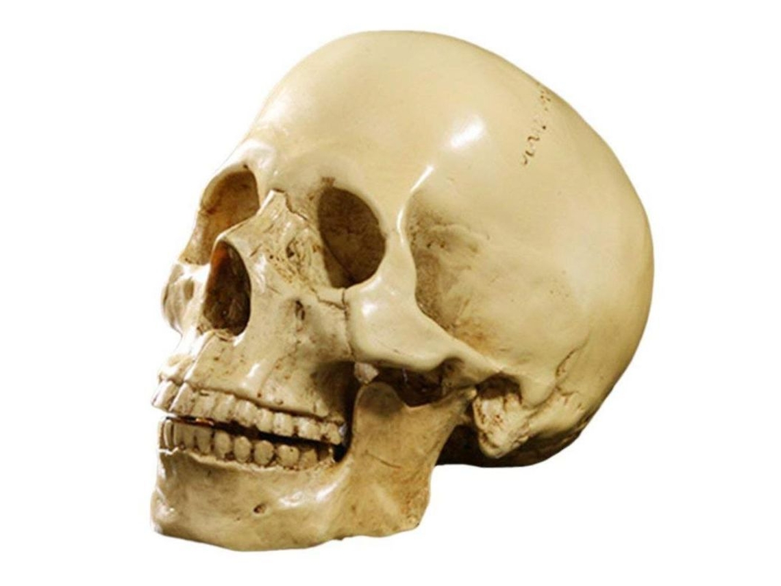 2026-cráneo Humano Anatomico 1:1 Resina Decoración Enseñanza Amarillo 19cm Amarillo