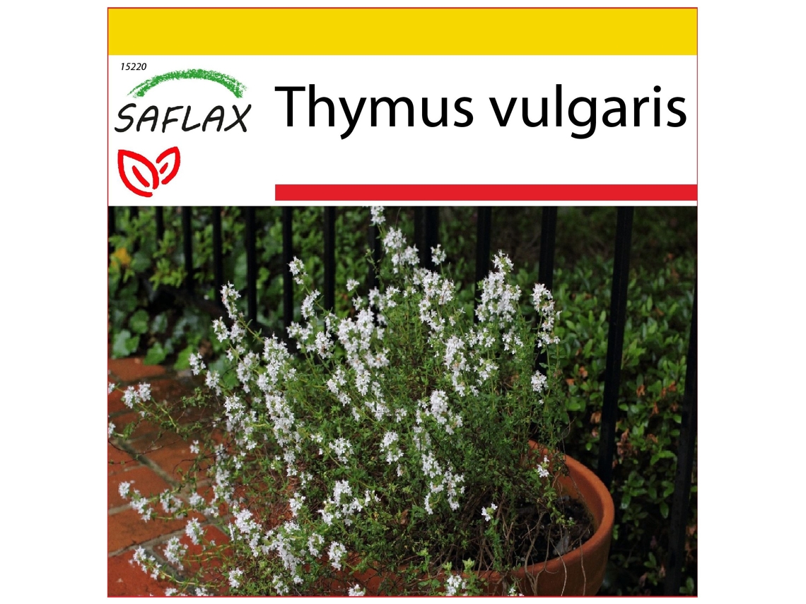 SAFLAX Conjunto de cultivo Tomillo 200 semillas Con mini invernadero, sustrato de cultivo y 2 macetas Thymus vulgaris