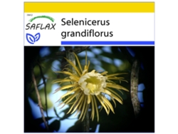 SAFLAX Conjunto de cultivo Reina de las flores 40 semillas Con mini invernadero, sustrato de cultivo y 2 macetas Selenicerus grandiflorus
