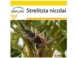 SAFLAX Conjunto de cultivo Ave del Paraíso gigante 5 semillas Con mini invernadero, sustrato de cultivo y 2 macetas Strelitzia nicolai