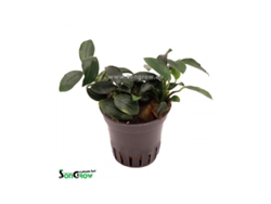 Anubias Nana Paxing
