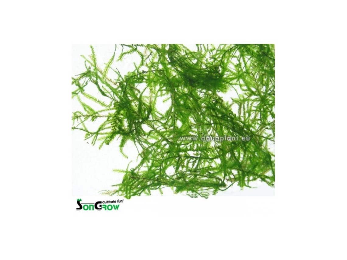 Musgo de Java - Taxiphyllum Barbieri