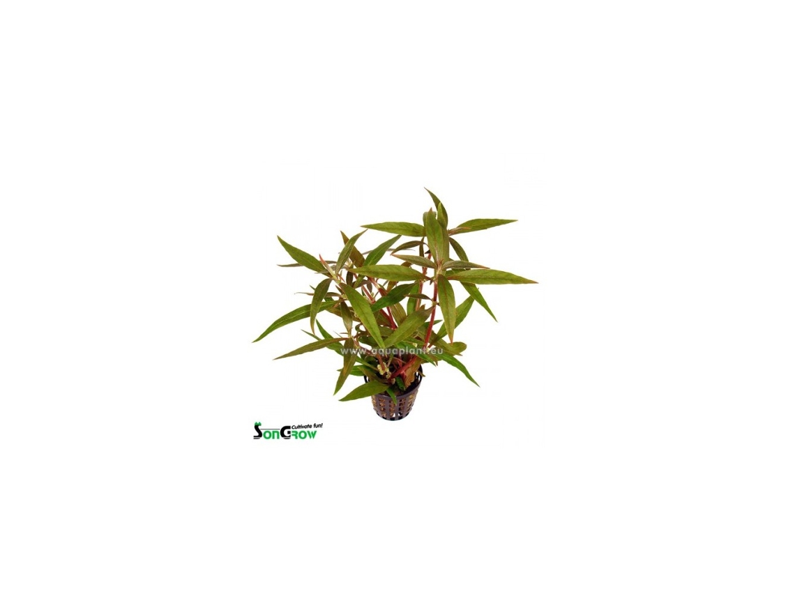 Alternanthera Reineckii