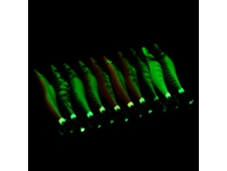 Isca Artificial Luminous Camarão Lula Com Anzóis De Jig Manga Lula Para Pesca