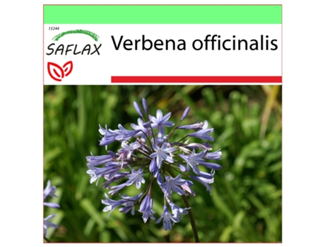 SAFLAX Garden to go Verbena 250 semillas Con maceta, tapa climática y sustrato de cultivo Verbena officinalis