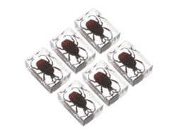 Conjunto De 6 Ejemplares De Resina De Escarabajos, Arañas Y Ácaros, 4,5 Cm