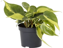 Planta Natural BIOMAPLANTS Philodendron Brasil (10-20 cm)