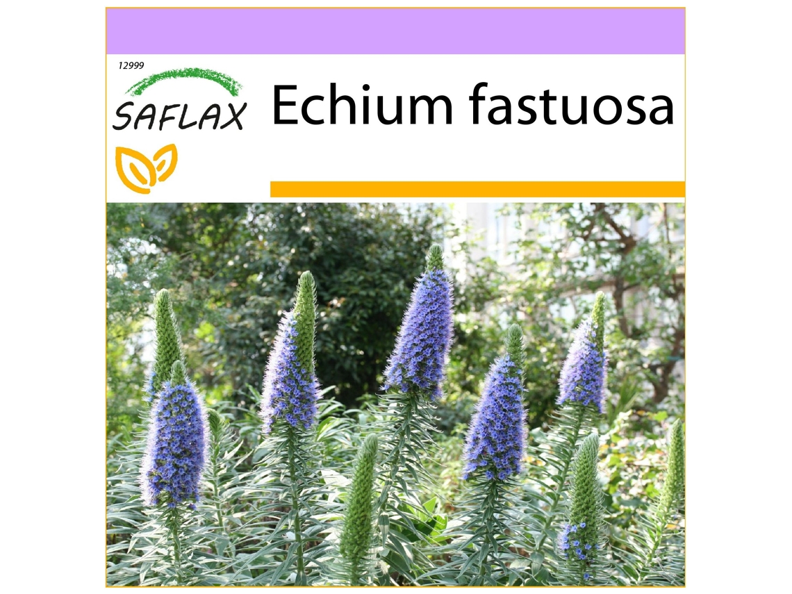 SAFLAX Tajinaste azul 100 semillas Echium fastuosa