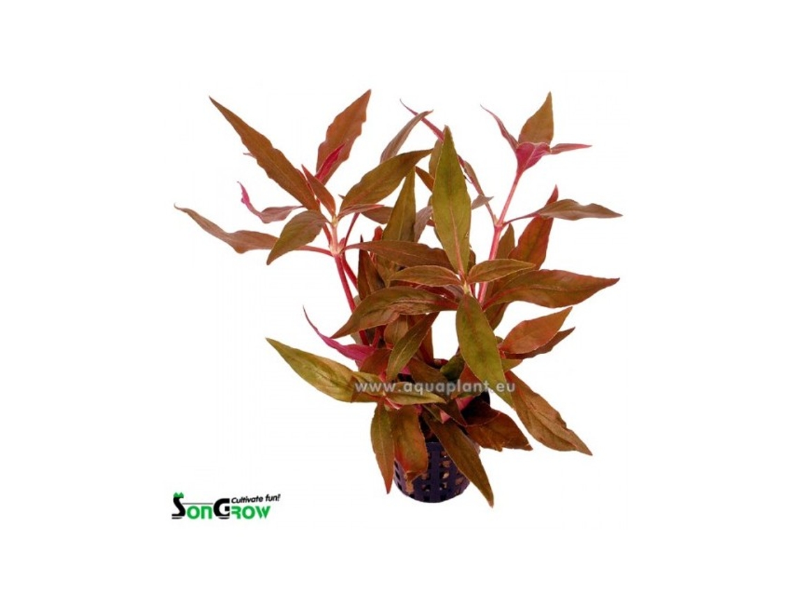 Alternanthera Cardinalis