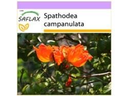SAFLAX Tulipán africano 30 semillas Spathodea campanulata