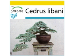 SAFLAX Conjunto de cultivo Cedro del Líbano 20 semillas Con mini invernadero, sustrato de cultivo y 2 macetas Cedrus libani