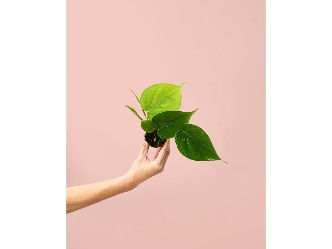 Filodendro Scandens | Planta tropical natural de interior, resistente y purificante | Pur Plant