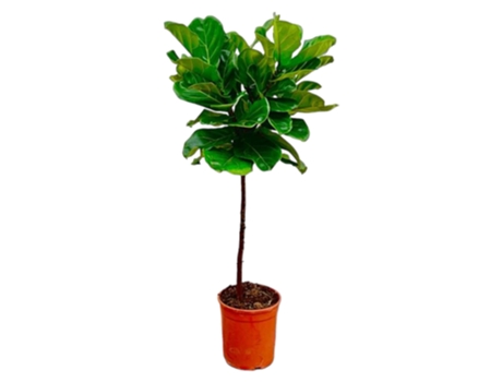 Planta de tabaco en stam ficus lyrata 1 pieza 130 cm