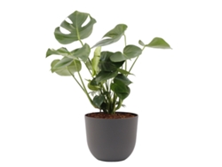 Planta Natural BIOMA PLANTS Monstera c/Florero (Biodegradable, Vulcano - Gris - 80-90 cm)
