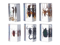 Juego De 6 Ejemplares De Insectos De Resina Maciza, Pisapapeles Educativos Para Oficina Y Colección.