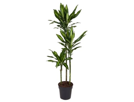 Plantas verdes - PLANT IN A BOX - Dracaena fragrans Cintho - Set de 1 - Maceta 24cm - Altura 140-150cm