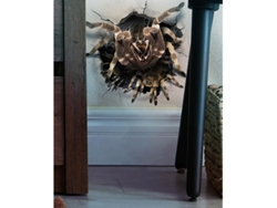 Decoración Adhesivo Pared Agujero Araña 16x16 cm