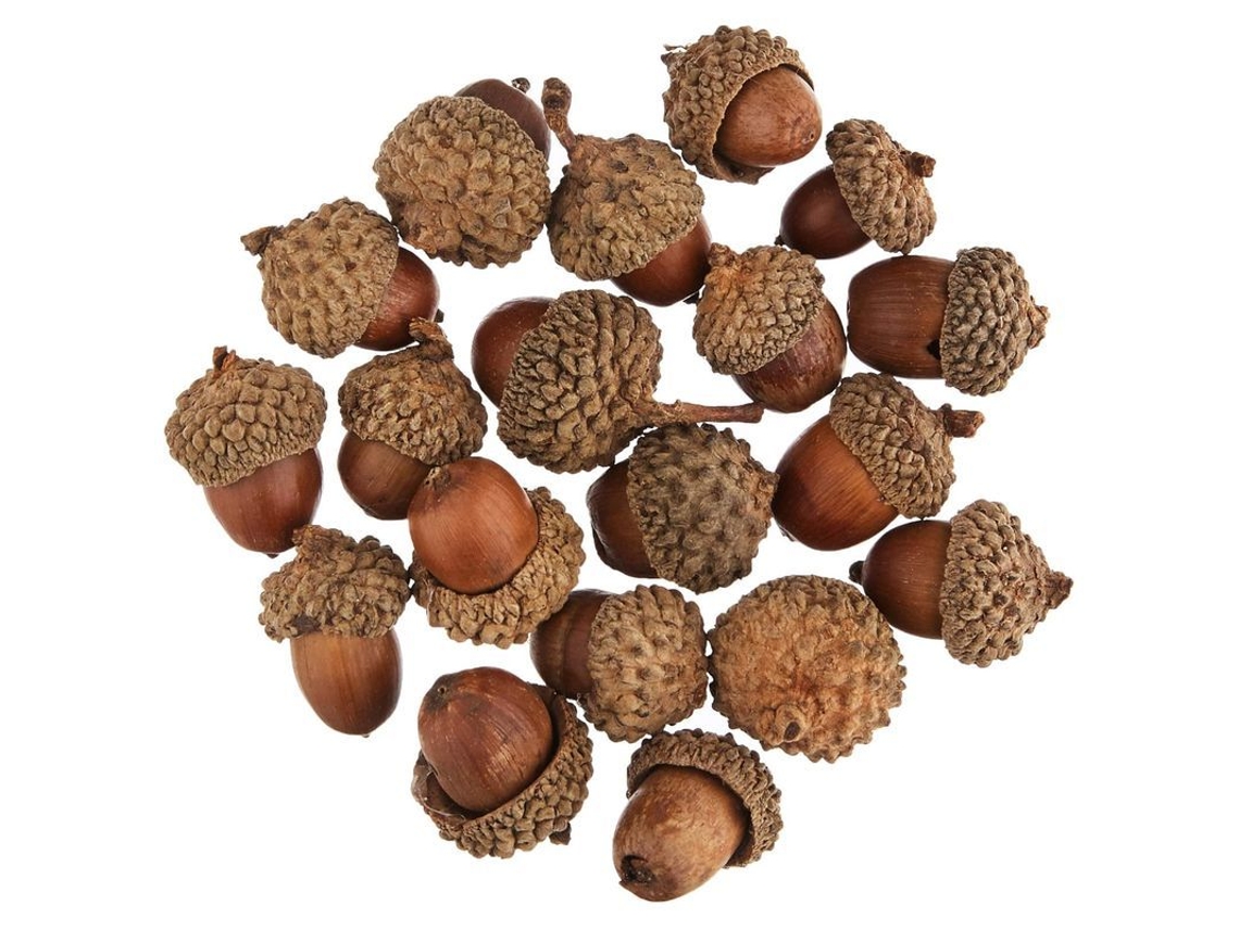 2026altiro-paquete De Bellotas Naturales: Ideales Para Manualidades Infantiles, Navidad, Estimulación Sensorial Y Mucho Más (20 Unidades).