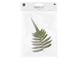 Hoja de Helecho Seca Y Prensada