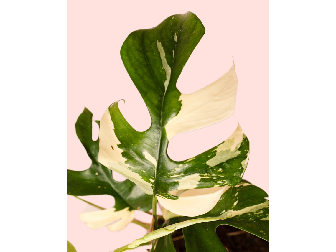 Rhaphidophora Tetrasperma Variegata | Planta natural de interior premium | Pur Plant
