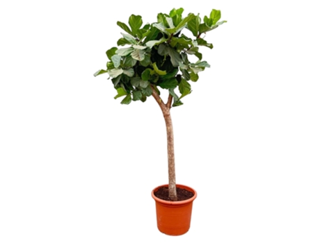 Planta de tabaco xxl ficus lyrata 1 pieza 230 cm
