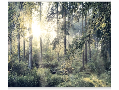 Papel de Pared ARTGEIST Tales Of a Forest (392x280 cm)
