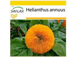 SAFLAX Conjunto de cultivo Girasol enano 40 semillas Con mini invernadero, sustrato de cultivo y 2 macetas Helianthus annuus