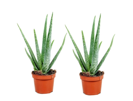 Cactus y suculentas - PLANT IN A BOX - Aloe barbadensis - Set de 2 - Maceta 10.50cm - Altura 25-40cm