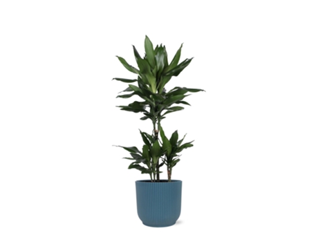 Dragon Blood Árbol Dracaena Janet Lind 1 pieza 90 cm