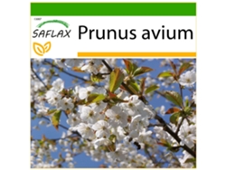 SAFLAX Cerezo silvestre 10 semillas Con sustrato de cultivo libre de gérmenes Prunus avium