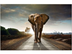 Cuadro HOMEMANIA HIO8681847151883 Elefante (100x3x50 cm)
