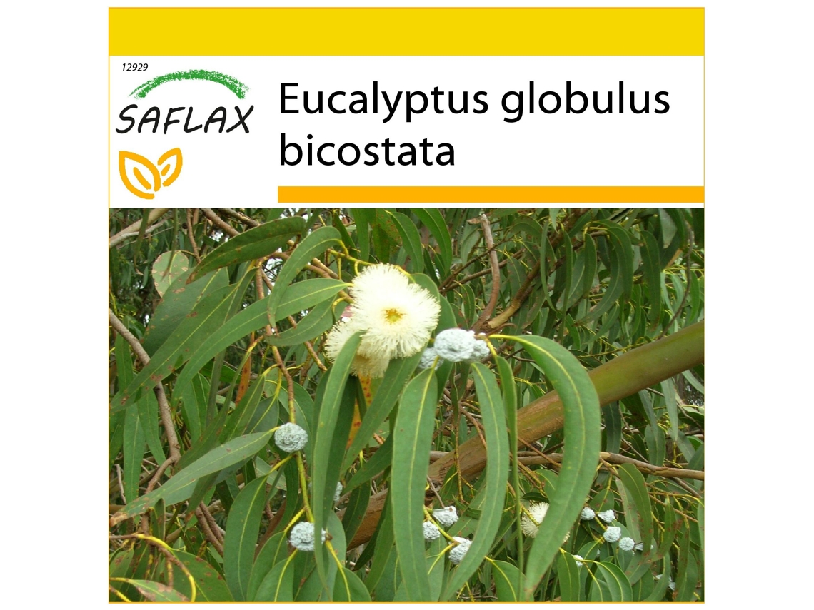 SAFLAX Conjunto de cultivo Eucalipto 100 semillas Con mini invernadero, sustrato de cultivo y 2 macetas Eucalyptus globulus bicostata