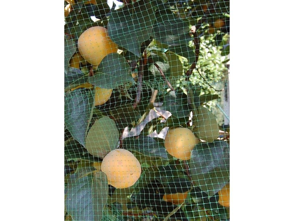 Red Antiuccelli Ortoflex Verde 4x10m Tenax