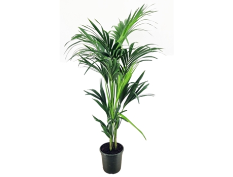 Palmeras - PLANT IN A BOX - Howea forsteriana - Set de 1 - Maceta 24cm - Altura 130-140cm