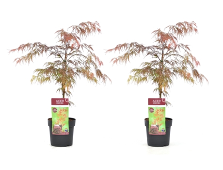Arces japoneses - PLANT IN A BOX - Acer palmatum 'Garnet' - Set de 2 - Maceta 19cm - Altura 60-70cm