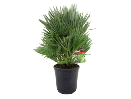 Palmeras - PLANT IN A BOX - Chamaerops 'Vulcano' - Set de 1 - Maceta 24cm - Altura 55-65cm