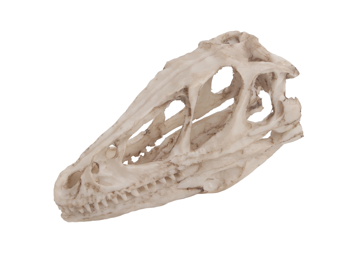 Modelo de cabeza de dinosaurio de resina decorativo y educativo
