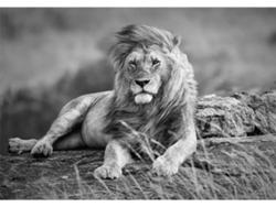Fotomural OEDIM León (Blanco y Negro - 100x70cm - Vinilo)