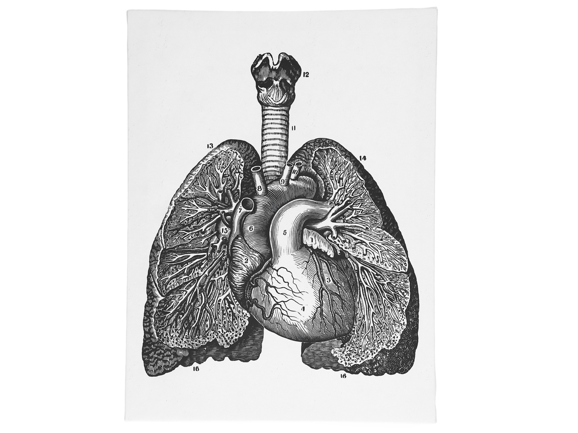 Organización de pared con marco de anatomía decorativa